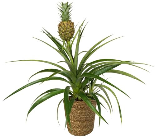 Zier-Ananas 'Amigo', Topf-Ø 12cm, mit Korb Maki, Höhe ca. 45 cm