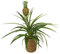Zier-Ananas 'Amigo', Topf-Ø 12cm, mit Korb Maki, Höhe ca. 45 cm