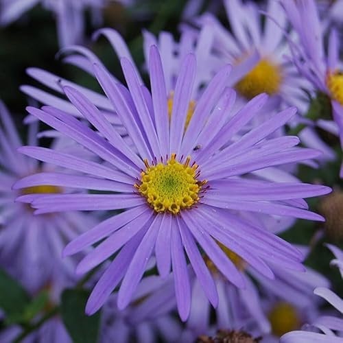 Plant Theory Monch Michaelmas Daisy Perennials Flowering Plants Aster × Frikartii 2L Pot