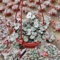 30 pcs leuchterblume samen, wildblumenwiese, kletterpflanzen winterhart schnellwachsend (Ceropegia woodii) kletterpflanze, bodendecker winterhart mehrjährig samen stauden winterhart,