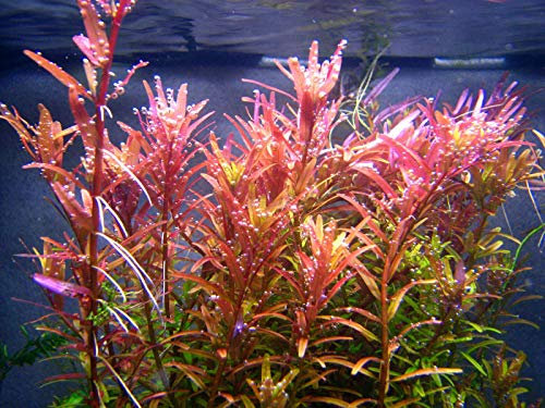 Portal Cool Las Semillas del Paquete: 1 Manojo - oxigenante Tropical Agua del Acuario en Seedss - Rotala Indica:Seeds Only