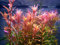 Portal Cool Las Semillas del Paquete: 1 Manojo - oxigenante Tropical Agua del Acuario en Seedss - Rotala Indica:Seeds Only