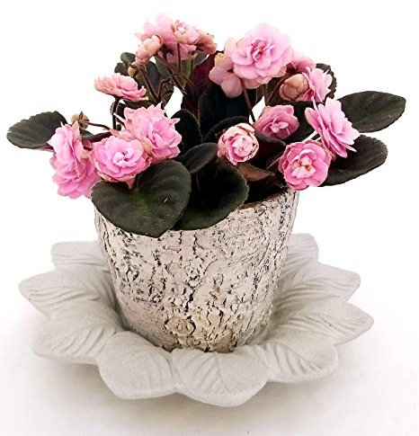 POWERS TO FLOWERS - SAINTPAULIA PINK LADY IN VASO PIETRA E SOTTOVASO BIANCO SATINATO, VIOLETTA AFRICANA, pianta vera