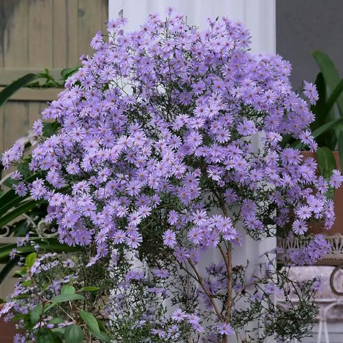 1000 Pcs Astern Winterhart Samen - Winterharte Pflanzen Für Garten, Winterharte Blumen,Aster Tataricus, Blumenwiese Samen, Steingartenpflanzen Winterhart Blumensamen Balkon, Winterharte