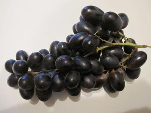 Vitis vinifera Blagratwo - Kernlose Weintraube Blagratwo