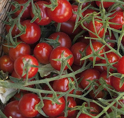 Tomaten Wildtomaten Rote Murmel Samen keine Hybride!