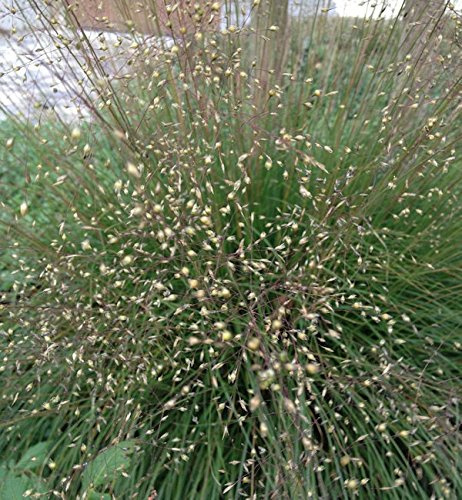 Tautropfengras Cloud - Sporobolus heterolepis - lebende Gartenpflanze aus den Baumschulen