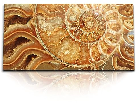 Paul Sinus Kunstdruck Bilder 120x60cm Fossil Schneckenhaus Spirale Kunstvoll Dekorativ