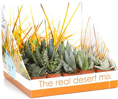 GardenersDream 20 x Mixed Aloe Vera House Plants - Real Air Purifying Indoor Plants for Desks, Shelves, and Windowsills - Great Gift for Plant Lovers (5-15cm incl. Pot)