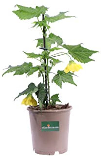 Pianta di Abutilon pianta ornamentale da esterno fiori di Abutilon vari colori alberello vero in vaso venduto da eGarden.store (Giallo)