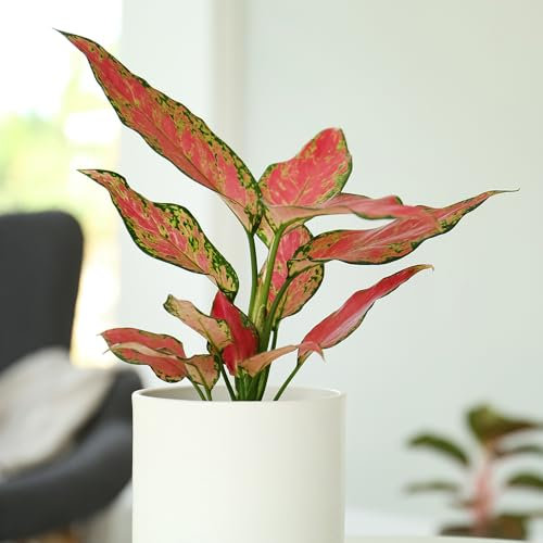 YouGarden Aglaonema commutatum Red Zirkon Houseplants, Set of Six Chinese Evergreens with Pink Red Leaves, Indoor Plants in 6cm Pots for Homes, Offices and Living Areas