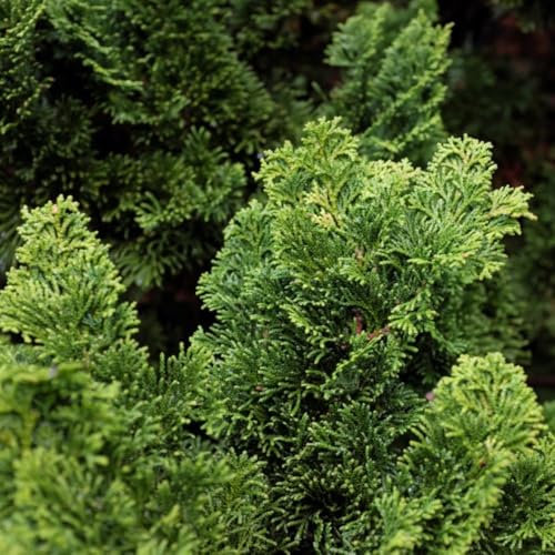 Dwarf Hinoki Cypress - Chamaecyparis obtusa 'Meroke Twin' - Hardy Evergreen Tree for Borders and Rockeries – 1x 2 Litre Potted Plants by Thompson & Morgan