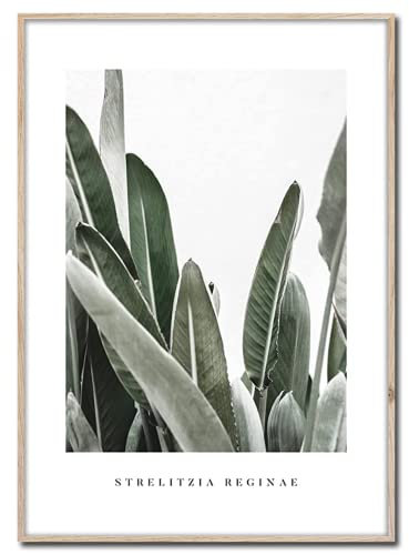 STYLER Rahmenbild Strelitzia | Artbox Wandbild | Bild mit Holz Rahmen Optik Framepic | Strelitzie Pflanze aus Südafrika Blätter XXL Aufnahme | Wohnzimmer Schlafzimmer Büro | grün weiß grau | 50x70 cm