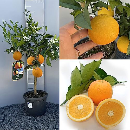 SAVINI VIVAI Pianta di Arancio Albero di Agrumi Arancio Navellina in Vaso da 20 cm Altezza 70 cm 2-3 Anni di innesto Made Italy