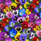 Nuevas semillas frescas de flores de pensamiento 70 piezas