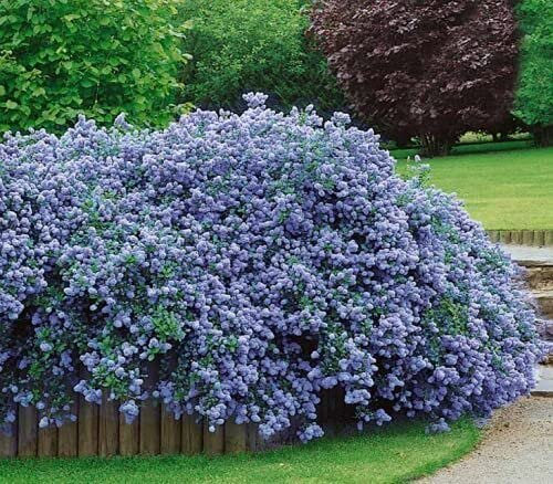 Mask & Co Ceanothus Thyrsiflorus Repens Arbuste de Californie Lilas de Californie Environ 15-20 cm de haut 2 l