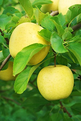 ALBERO DI MELO SIMILE-MALUS DOMESTICA- DEL CAUCASO 'OZARK GOLD'- pianta vera da frutto da esterno