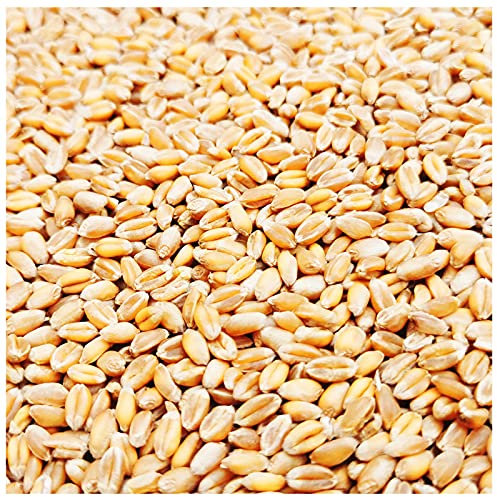 Petigi Weizen Futter 5-30 Kg Huehner Vogelfutter Getreide Fuer Hühner Sack Weizenkoerner Hühnerfutter Korn Essen Koerner Wildvögel Kaninchenfutter Ernte 2023, Gewicht:30 kg