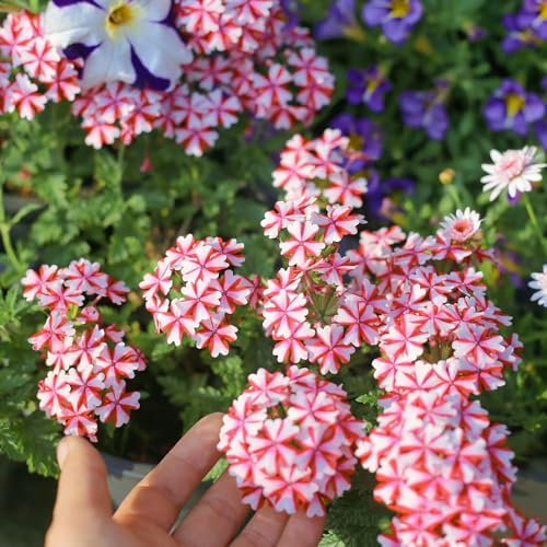 400 Pcs Hybrid Eisenkraut Samen, Herbstpflanzen Wiesensamen Gartenbedarf Wildblumen Eisenkraut Hortensis Samen, Stauden Winterhart Mehrjährig, Deko Blumen Wildblumensamen Herbstaussaat,