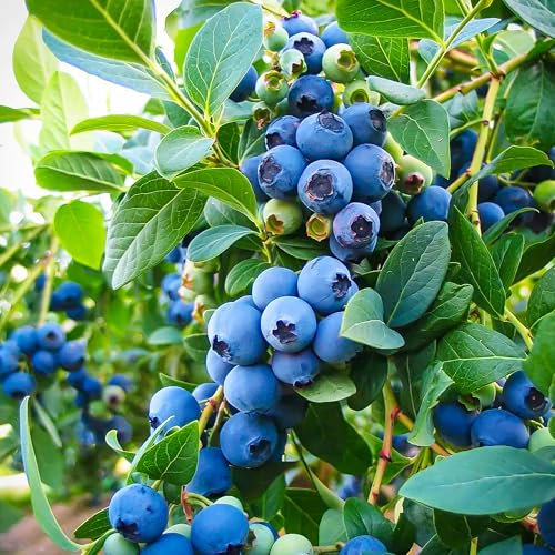 Topf-Heidelbeere Blaubeeren Pflanze Bluejay' 1 Pflanze, Vaccinium corymbosum reichtragend Heidelbeere für Töpfe & Kübel | Heidelbeere für Balkon, Terrasse oder Garten, Winterhart