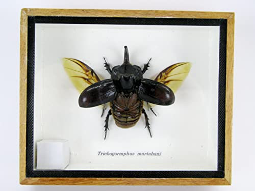 asiahouse24 Echte präparierte und riesige Insekten, Cicaden und Krabbler im Schaukasten aus Holz hinter Glas (Trychogormphus martabani)