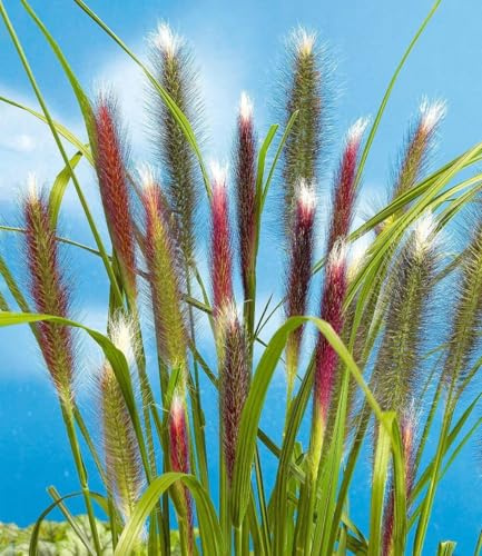 BALDUR Garten 5x Lampenputzergras Red Head, Pflanzen im 9x9 cm-Topf | robuste winterharte Staude, mehrjährig & pflegeleicht, Wasserbedarf gering, blühend, Pennisetum alopecuroides
