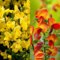 Carbeth Plants - Cytisus Broom Lena & Allgold Mixed 4 Plants in 9cm Pots - Compact Spring Summer Flowering Outdoor Garden Shrubs - Ideal for Beds, Borders & Pots