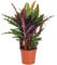 Calathea Korbmarante Elger Grass Fantastische Zimmerpflanze fürs Zuhause und Büro