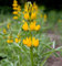 Gelbe Strauch Lupine - Lupinus arboreus