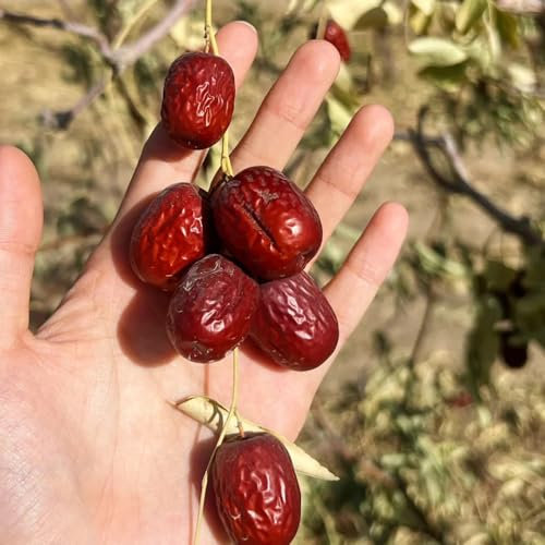 Semillas de plantas de palmera datilera, árbol frutal, plantas de jardín semillas del árbol de azufaifo, plantas verdes plantas en crecimiento comprar árboles frutales semillas 80pcs