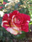 Duftende Malerrose Edelrose Broceliande in Pink & Orange-Gelb - Duftrose winterhart - Rose stark duftend - Zweifarbige Pflanze im 5 Liter Container von Garten Schlüter - Pflanzen in Top Qualität