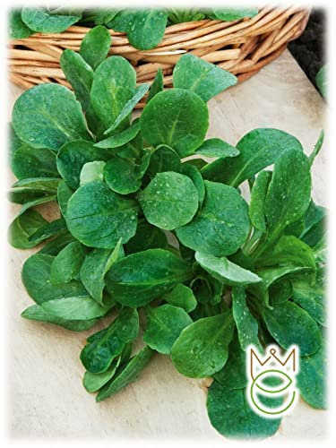 SGARAVATTI Busta Semi Orto Valeriana d'Olanda