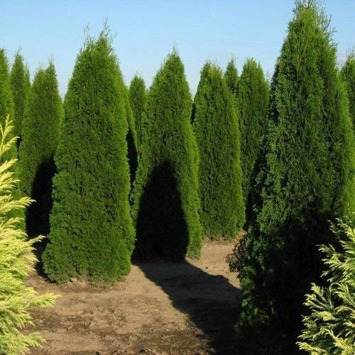 Semi piramidale American Arborvitae Tree (Thuja occidentalis) 40 + Semi