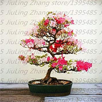Potseed 10 Stück/Sacchetto Rare 18 Varietà Sakura Semi Ciliegio Giapponese BloomsFlower Semi Sakura Albero Giardino Domestico Stabilimento 1