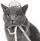 Lovelyshop Pet Series Classic Petal Strass Hund Katze Tiara Krone für Kostüm Mini Hund Haar Zubehör, S