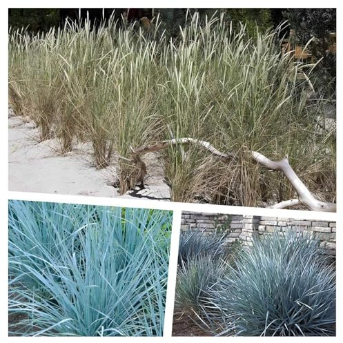 Stauden Gänge 3 x Sylter Strandziergras Kollektion Ziergras winterhart | Mittelhohes Ziergras für Sonne, Blüte Juli bis August, mehrjährig, 1 L Topf (11x11 cm)