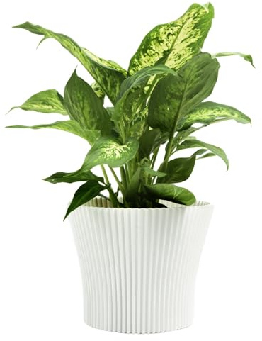 B2C Matt Ribbed Flower Pot – Modern Flared Conical Planter with Pleated Design, Lightweight, Indoor/Outdoor Decorative Plant Pot – Multiple Sizes & Colors (White, 17cm)