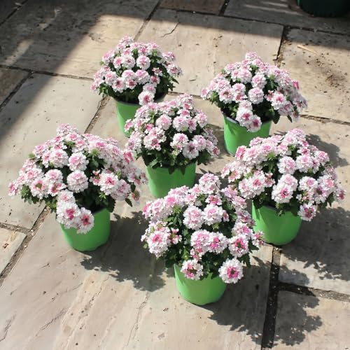 Eisenkraut, weiß-rosa, Topf-Ø 12 cm, 6 Pflanzen