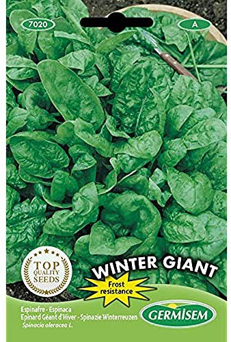 Germisem Spinat WINTER GIANT, mehrfarbig, EC7020