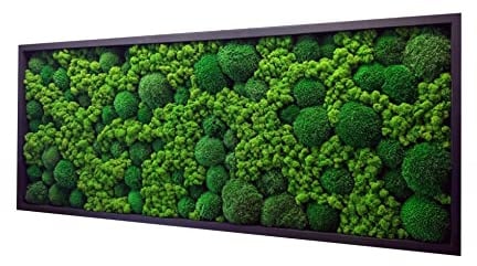 Hello Moss Moosbild - Moos Deko Für Ihr Haus - Bilderrahmen mit Kissenmoos und Cladonia - moderne Mooswand Lebend - Einzigartige Wanddeko - verschiedene Großen (Schwarz, 80x40cm)
