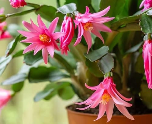 Nouveau frais 100pcs graines de fleurs de cactus de Noël