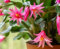Nouveau frais 100pcs graines de fleurs de cactus de Noël