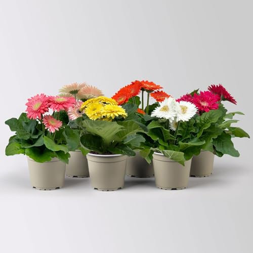 Gerbera, Farbmix zufällig, Topf-Ø 12 cm, 6 Pflanzen
