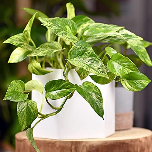 Epipremnum Aureum | Plante vivace d'intérieur suspendue | Plante d'intérieur lierre du diable