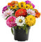 WmHeoo2077 Samen fü Blumen,Blumenwiese,Doppelte Zinnia-Samen, Balkonblumen für den Innen- und Außenbereich, gemischte Farbe, 500 g