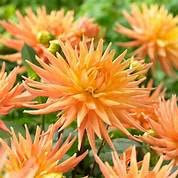 Dahlia 'Gold Crown' Orange/Yellow Flowering Bulb