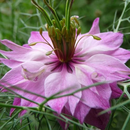 Welldales 50 Pastel Pink & Rose Love in a Mist Seeds Nigella Mulberry Rose Flowers to Grow