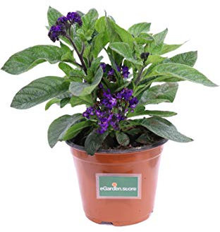 Pianta di Eliotropio Fior Di Vaniglia Pianta di Heliotropium Arborescens pianta da esterno pianta da fiore pianta ornamentale pianta vera di Eliotropio venduta da eGarden.store