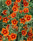 Helianthemum x cultorum 'Bronzeteppich' 9x9 cm Topf – Winterhart, Mehrjährig, Pflegeleicht – Sonnenröschen – Bodendecker für Steingarten & Beet
