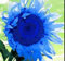 Huifang Fresh 30 piezas de semillas de flores perennes de girasol para plantar océano azul